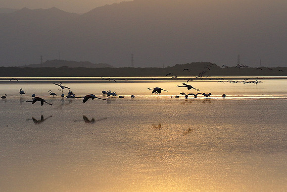 Flamingos - lake burunge