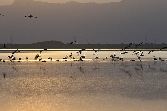 Flamingos - lake burunge