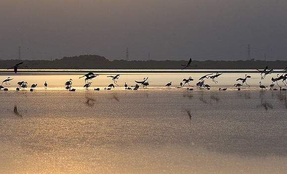 Flamingos - lake burunge