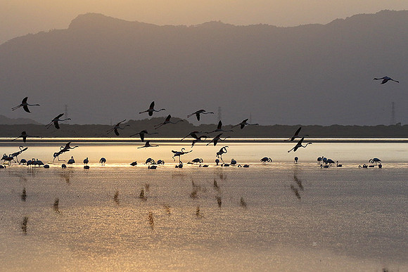 Flamingos - lake burunge