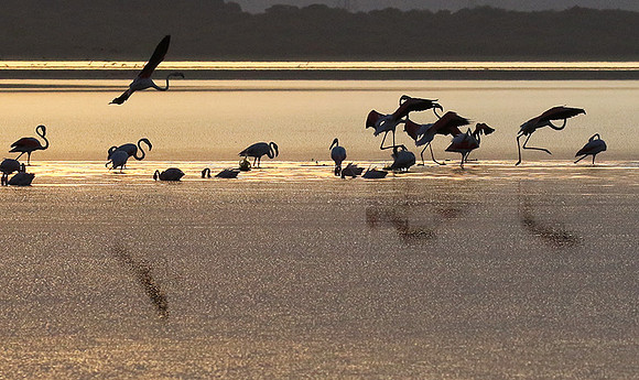 Flamingos - lake burunge