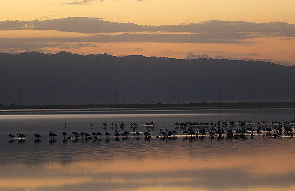 Flamingos - lake burunge