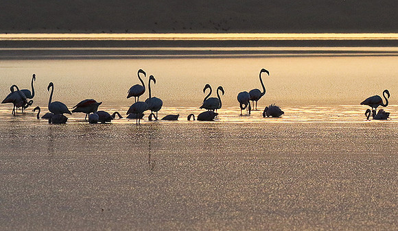 Flamingos - lake burunge