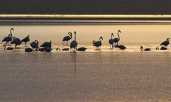 Flamingos - lake burunge