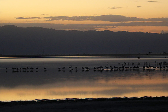 Flamingos - lake burunge