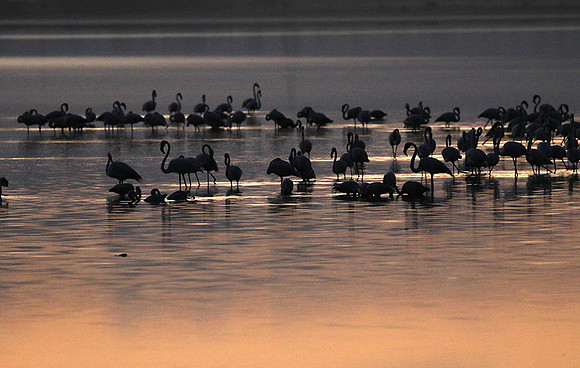 Flamingos - lake burunge