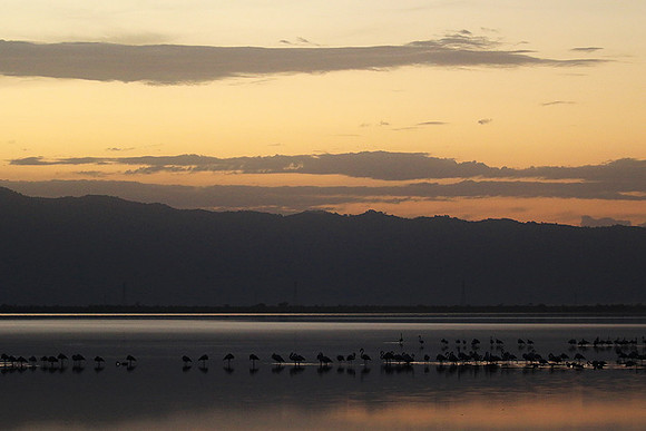 Flamingos - lake burunge