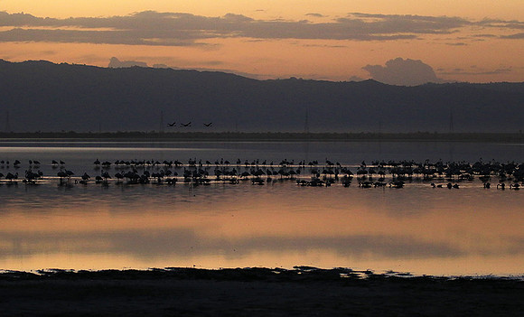 Flamingos - lake burunge
