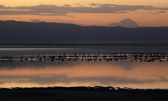 Flamingos - lake burunge