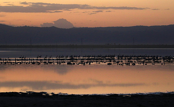 Flamingos - lake burunge