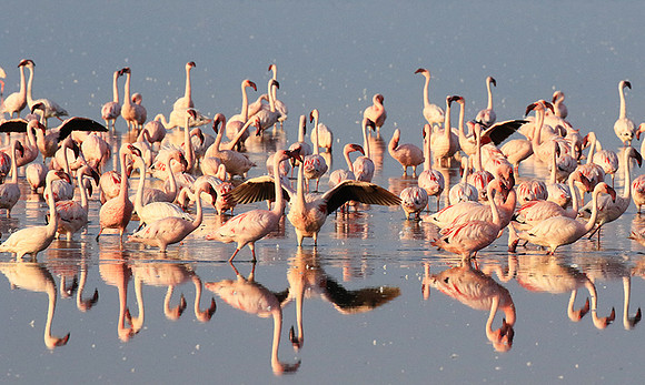 Flamingos - lake burunge