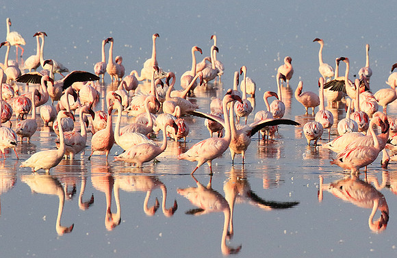 Flamingos - lake burunge