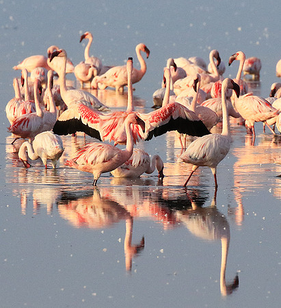 Flamingos - lake burunge