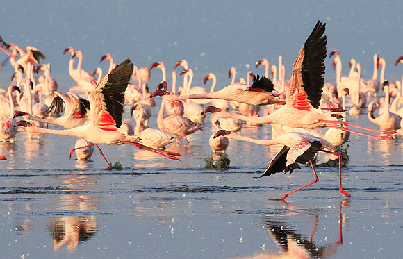 Flamingos - lake burunge
