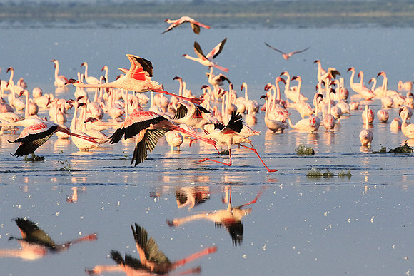 Flamingos - lake burunge