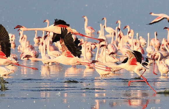 Flamingos - lake burunge
