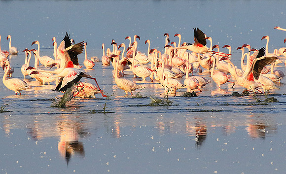 Flamingos - lake burunge