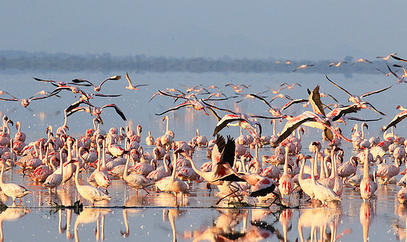 Flamingos - lake burunge