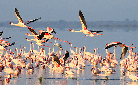 Flamingos - lake burunge