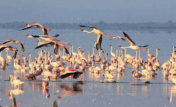 Flamingos - lake burunge