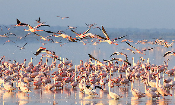 Flamingos - lake burunge