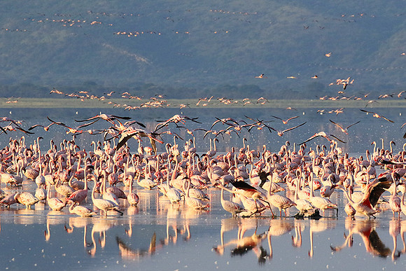Flamingos - lake burunge
