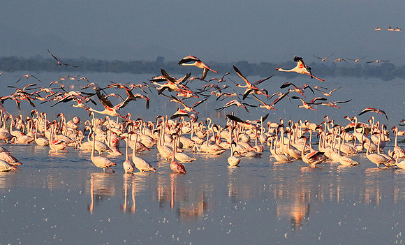 Flamingos - lake burunge
