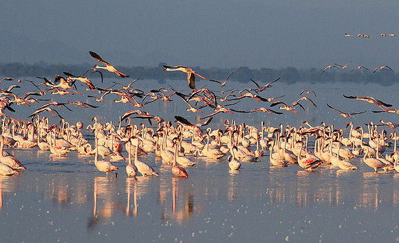 Flamingos - lake burunge