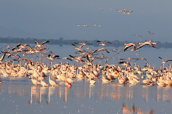 Flamingos - lake burunge