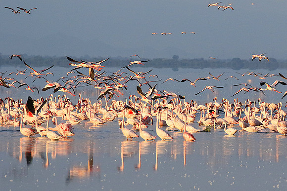 Flamingos - lake burunge