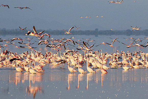 Flamingos - lake burunge