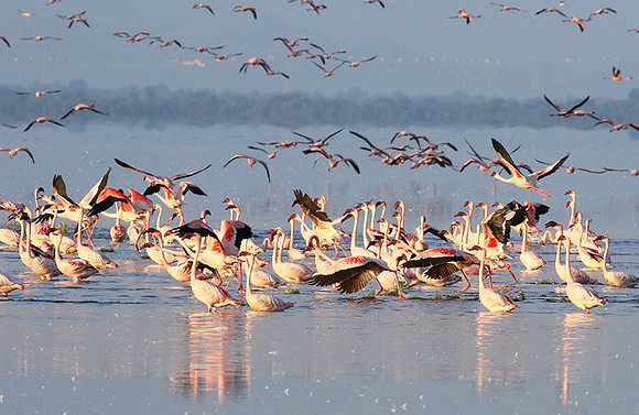 Flamingos - lake burunge