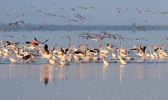Flamingos - lake burunge