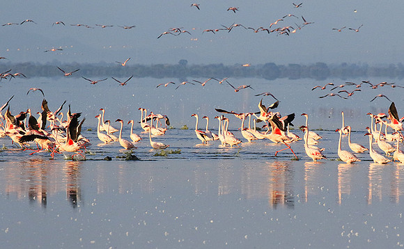 Flamingos - lake burunge