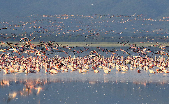 Flamingos - lake burunge