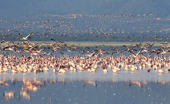 Flamingos - lake burunge
