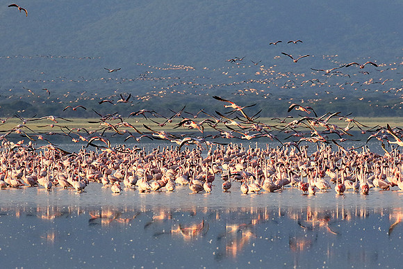 Flamingos - lake burunge