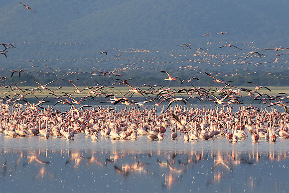Flamingos - lake burunge