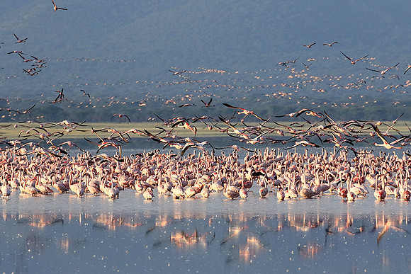 Flamingos - lake burunge