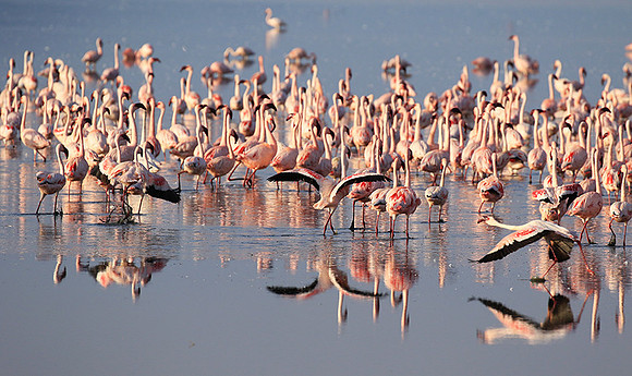 Flamingos - lake burunge