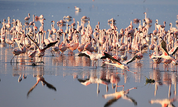 Flamingos - lake burunge