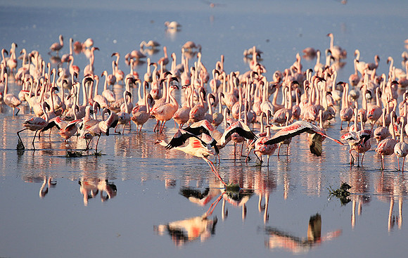 Flamingos - lake burunge