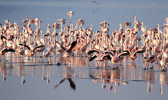Flamingos - lake burunge
