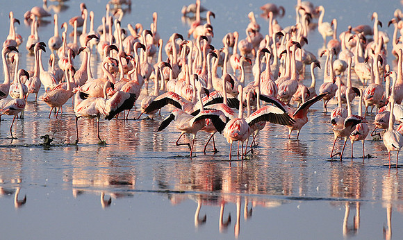 Flamingos - lake burunge