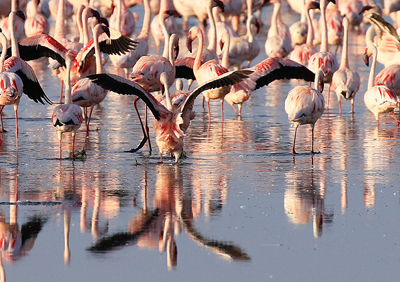 Flamingos - lake burunge