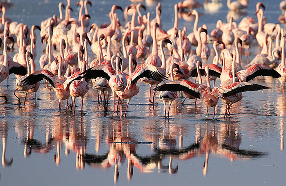 Flamingos - lake burunge
