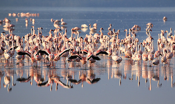 Flamingos - lake burunge