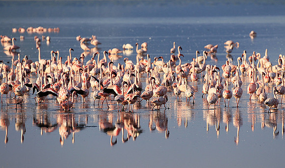 Flamingos - lake burunge