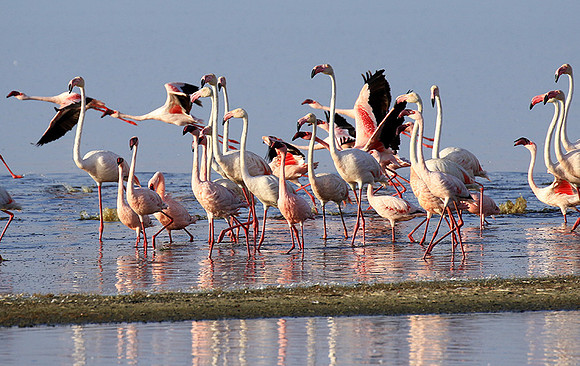Flamingos - lake burunge