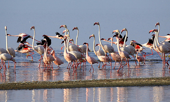 Flamingos - lake burunge